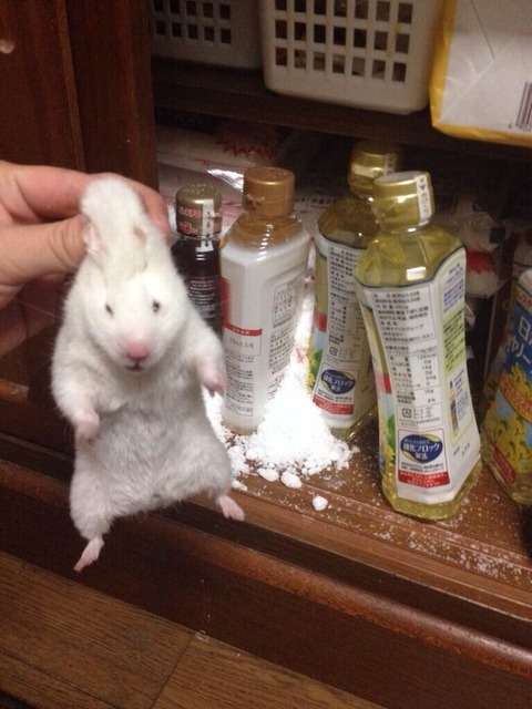 うざくなる画像を貼るトピ