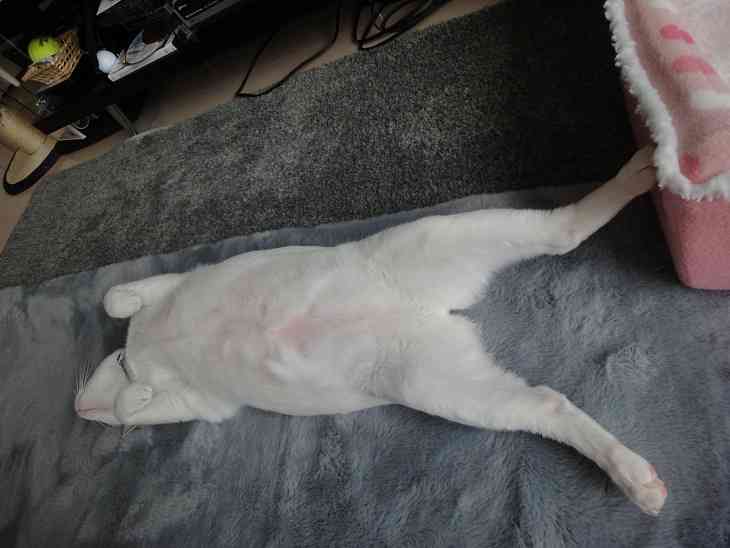 うざくなる画像を貼るトピ