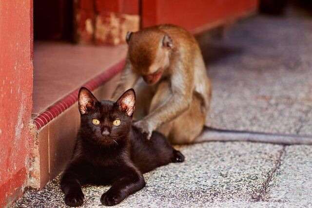 彼氏とあなた、動物に例えると??
