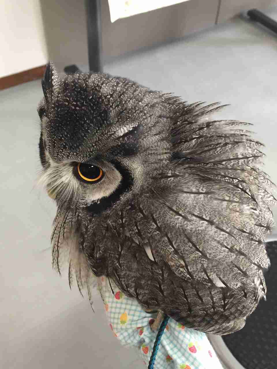 コテハンを有名人にして、ブレないコメントをするトピ