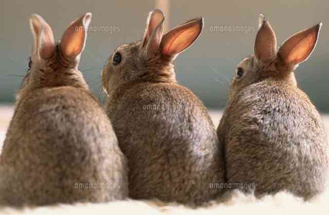 コテハンを有名人にして、ブレないコメントをするトピ