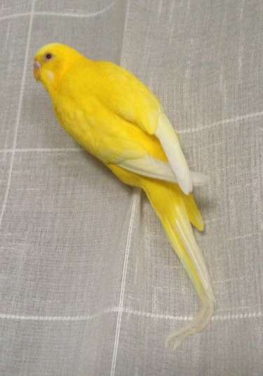 コテハンを有名人にして、ブレないコメントをするトピ