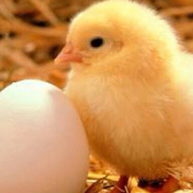 コテハンを有名人にして、ブレないコメントをするトピ