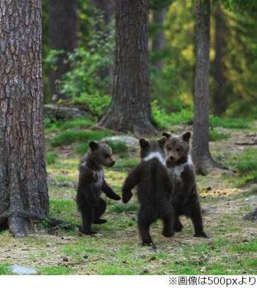 コテハンを有名人にして、ブレないコメントをするトピ