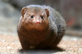 コテハンを有名人にして、ブレないコメントをするトピ