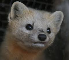 コテハンを有名人にして、ブレないコメントをするトピ