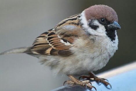 コテハンを有名人にして、ブレないコメントをするトピ