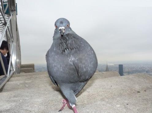 コテハンを有名人にして、ブレないコメントをするトピ