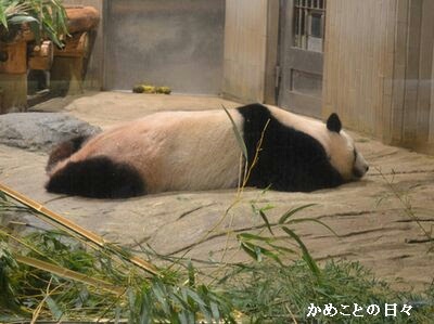 コテハンを有名人にして、ブレないコメントをするトピ