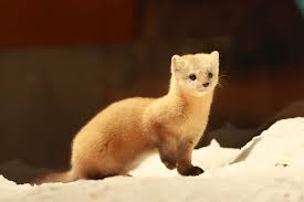 コテハンを有名人にして、ブレないコメントをするトピ