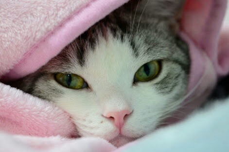 コテハンを有名人にして、ブレないコメントをするトピ