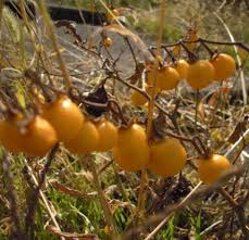 コテハンを有名人にして、ブレないコメントをするトピ