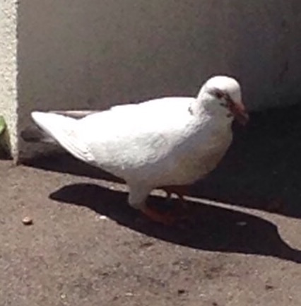 コテハンを有名人にして、ブレないコメントをするトピ