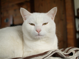 コテハンを有名人にして、ブレないコメントをするトピ