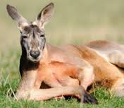 コテハンを有名人にして、ブレないコメントをするトピ