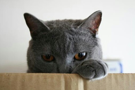 コテハンを有名人にして、ブレないコメントをするトピ