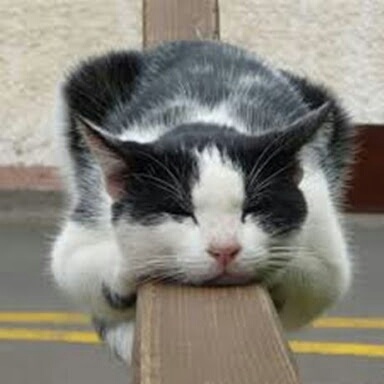 コテハンを有名人にして、ブレないコメントをするトピ