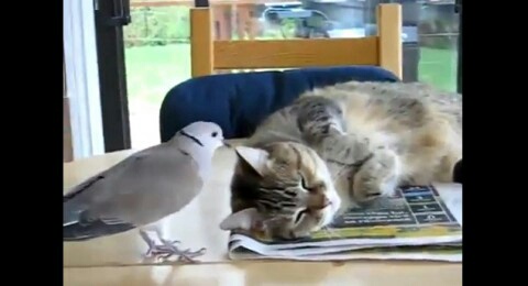 コテハンを有名人にして、ブレないコメントをするトピ