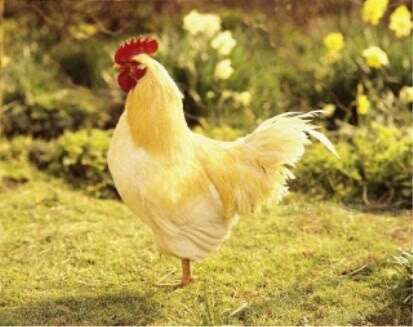 コテハンを有名人にして、ブレないコメントをするトピ