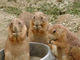 コテハンを有名人にして、ブレないコメントをするトピ