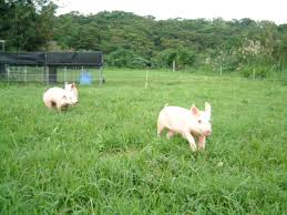 コテハンを有名人にして、ブレないコメントをするトピ