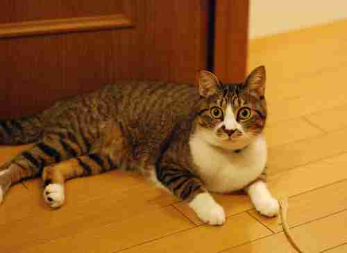 コテハンを有名人にして、ブレないコメントをするトピ