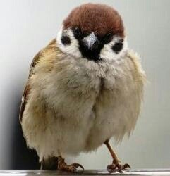 コテハンを有名人にして、ブレないコメントをするトピ