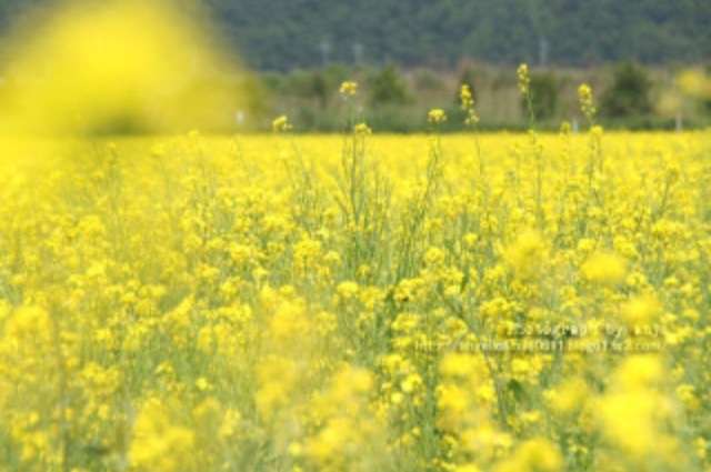 コテハンを有名人にして、ブレないコメントをするトピ
