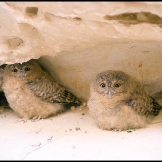 コテハンを有名人にして、ブレないコメントをするトピ