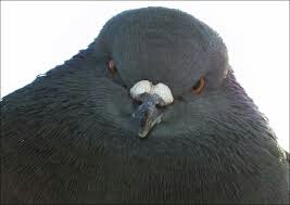 コテハンを有名人にして、ブレないコメントをするトピ