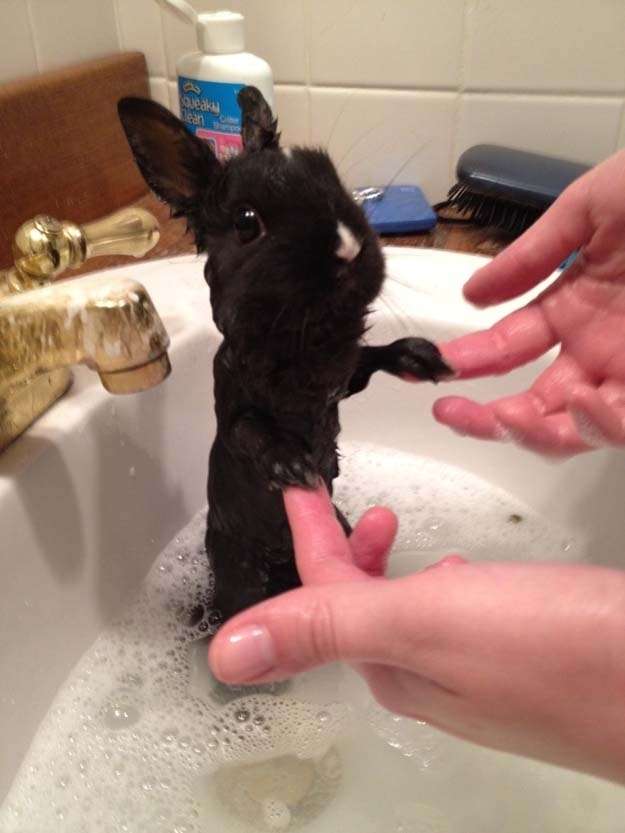 静かな気持ちで話すトピ
