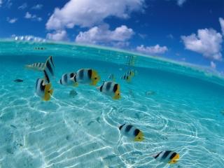 静かな気持ちで話すトピ