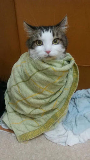 静かな気持ちで話すトピ