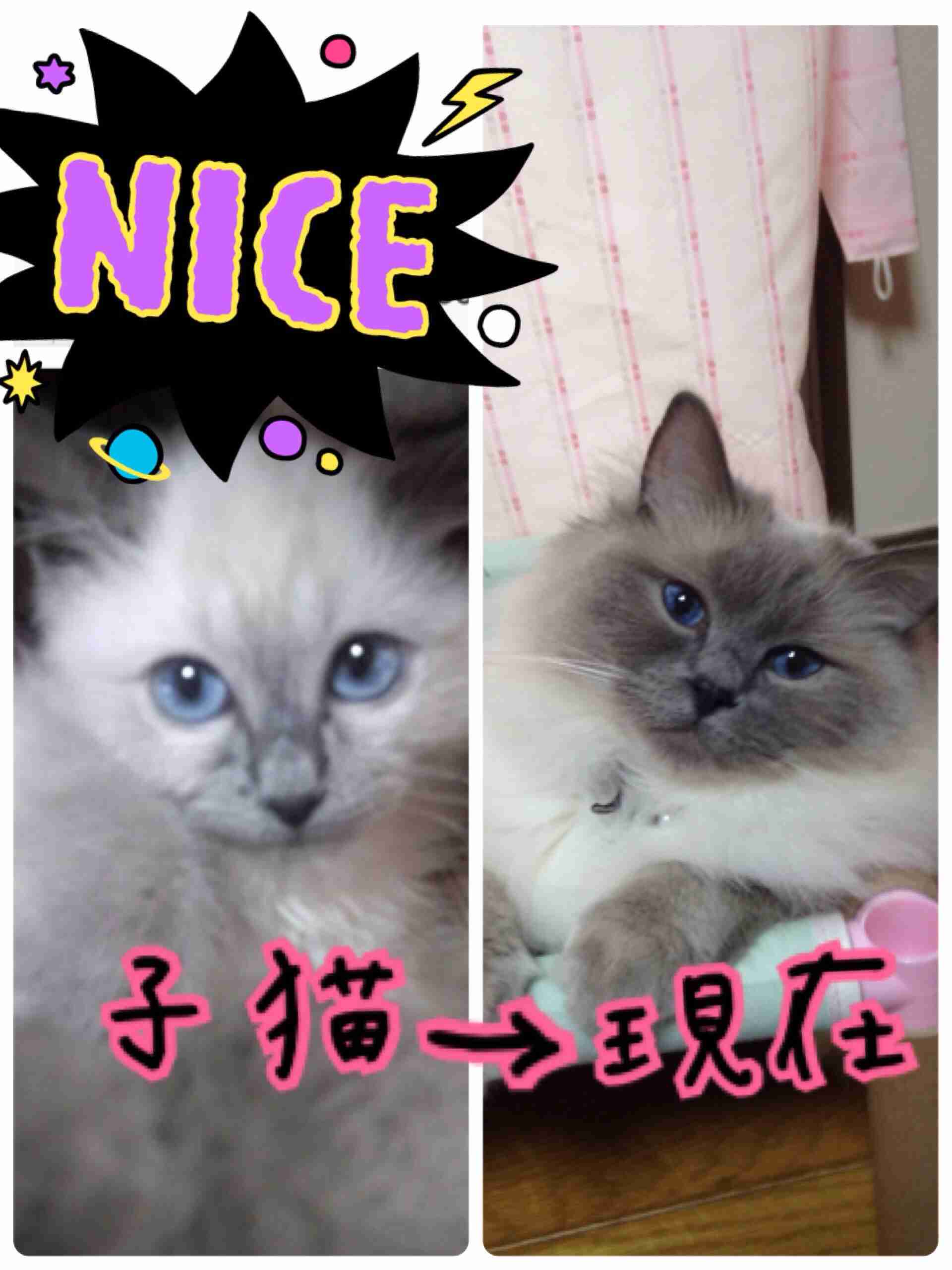 【画像】かわいいと思ったらプラス。