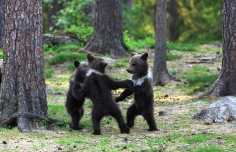【画像】かわいいと思ったらプラス。