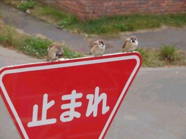 【画像】かわいいと思ったらプラス。