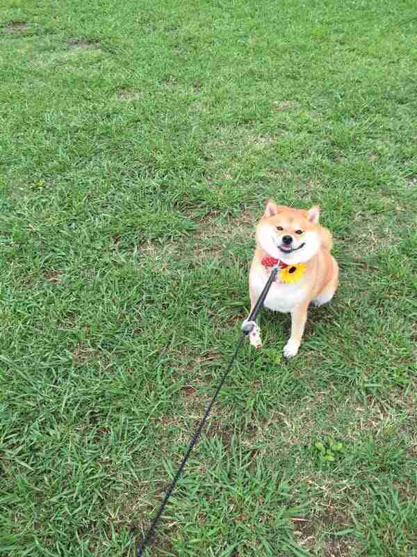 【画像】かわいいと思ったらプラス。