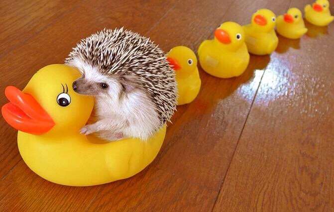 【画像】かわいいと思ったらプラス。