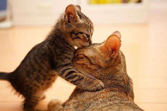 【画像】かわいいと思ったらプラス。