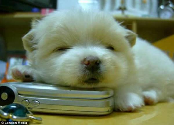 【画像】かわいいと思ったらプラス。