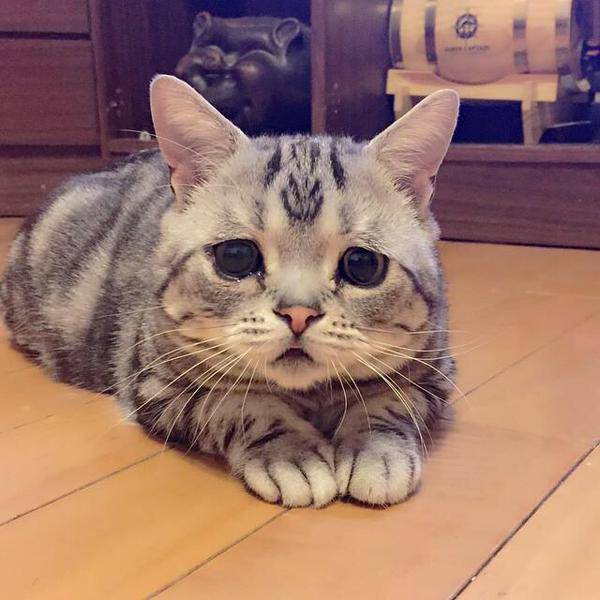 【画像】かわいいと思ったらプラス。