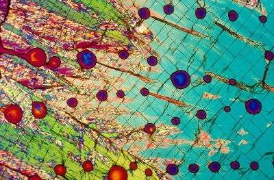 【写真】顕微鏡からのぞいた世界
