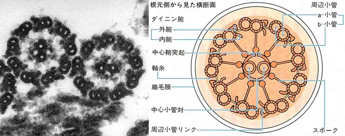 【写真】顕微鏡からのぞいた世界