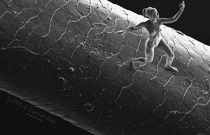 【写真】顕微鏡からのぞいた世界