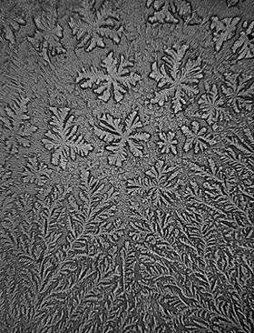 【写真】顕微鏡からのぞいた世界