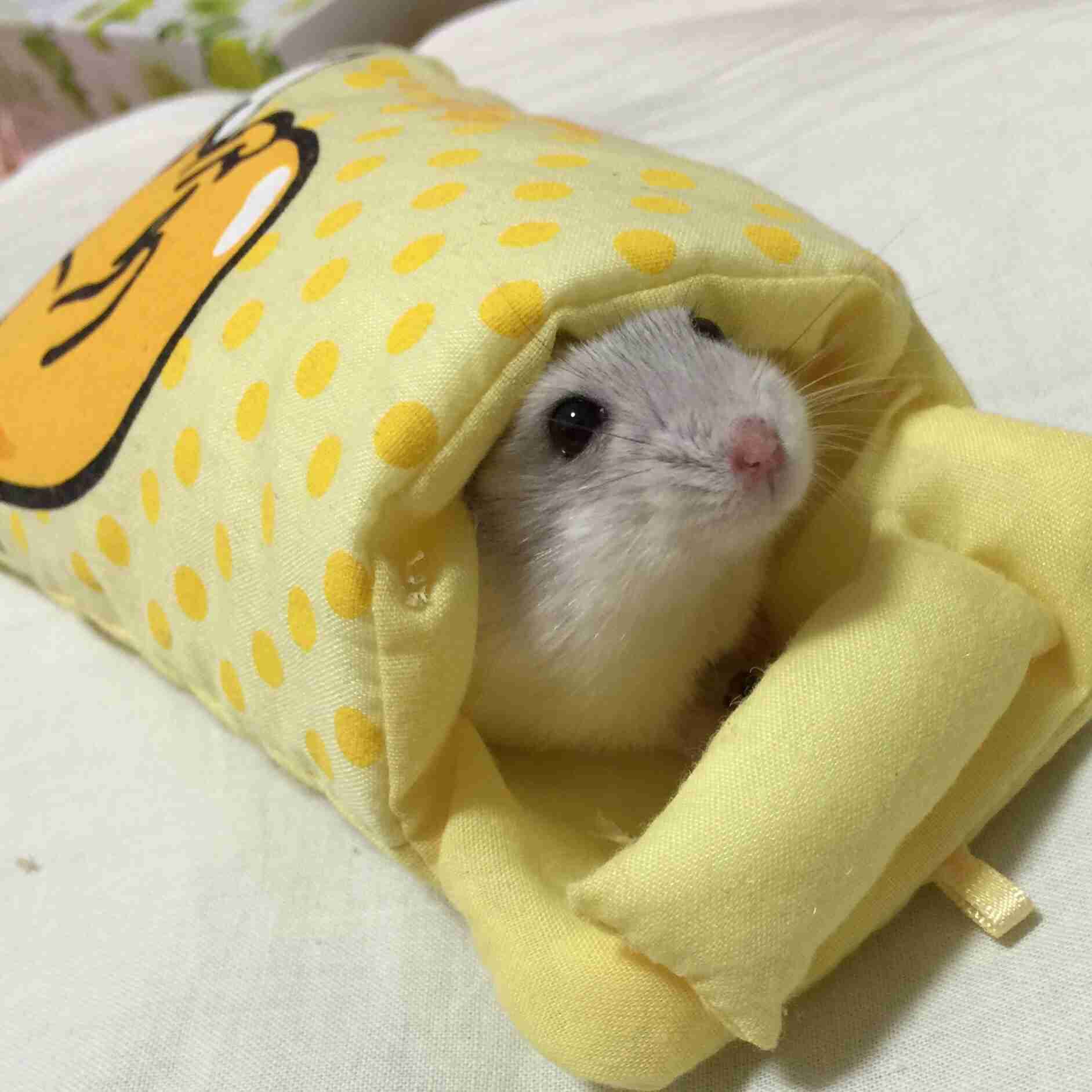 布団に入って寝るハムスターがかわいすぎると話題に