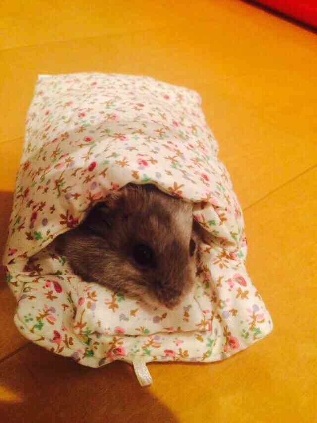 布団に入って寝るハムスターがかわいすぎると話題に