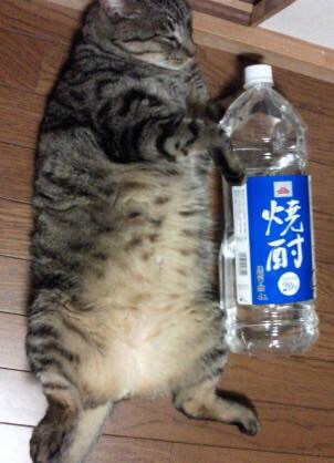 一人暮らしの素朴な疑問~+-で決めるトピ~