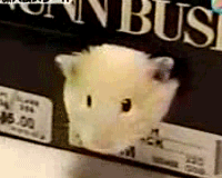 おもしろ画像をみんなで笑うトピ