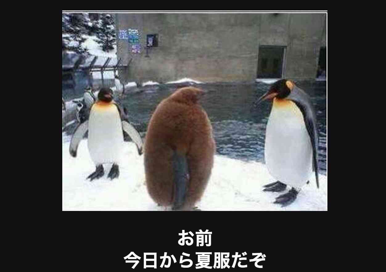 おもしろ画像をみんなで笑うトピ